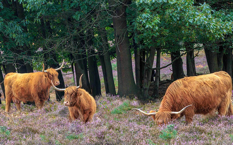 De-Hoge-Veluwe-National-Park