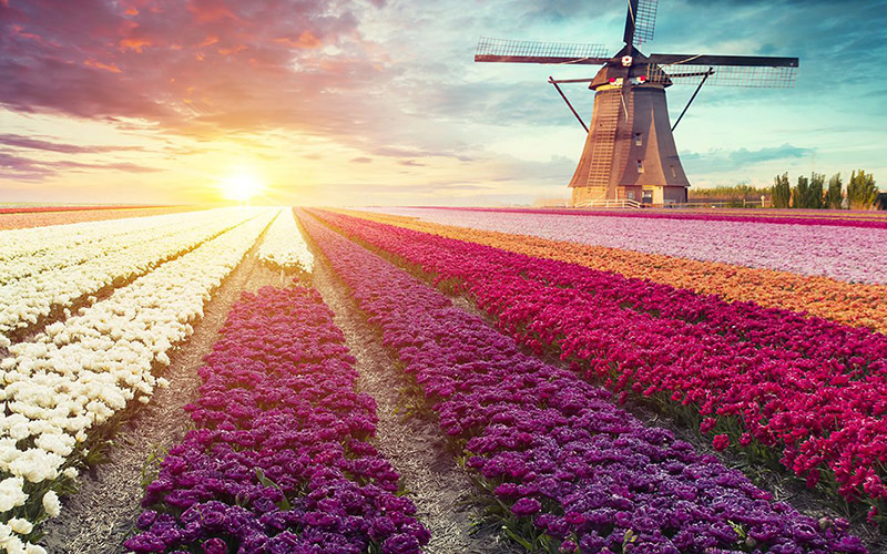 Keukenhof