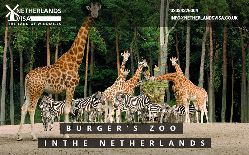 Burger’s Zoo in the Netherlands