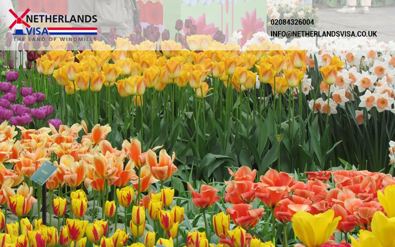 Keukenhof 2022 Keukenhof 2022
