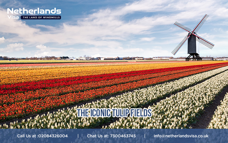 The Iconic Tulip Fields That Define Dutch Landscapes